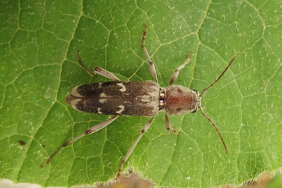 Cerambycidae: Xylotrechus stebbingi.